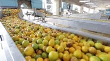 TARIFA DE TRUMP SOBRE SUCO DE LARANJA PÕE EM RISCO 200 MIL EMPREGOS NO BRASIL